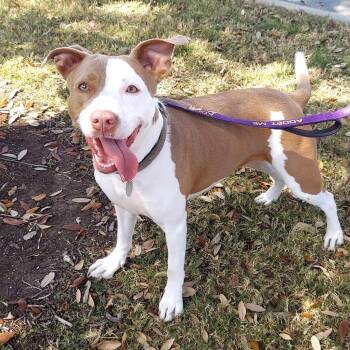 Rescue Staffordshire Bull Terrier Dogs for Adoption in Austin, Texas - Nicole Kidman DS | PetCurious