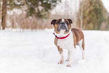 English Bulldog Dogs Available for Adoption in Drumbo, Ontario - Dachi | PetCurious