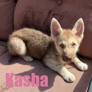 Kasha -  Shepherd and Great Pyrenees Dog for Adoption in Ellicott City, Maryland - Kasha | PetCurious