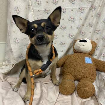 KARA -  Chihuahua and Mixed Breed Dog for Adoption in Modesto, California - KARA | PetCurious