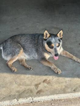 Rescue Australian Cattle Dog Blue Heeler Dogs for Adoption in Houston, Texas - Molly The Blue Heeler | PetCurious