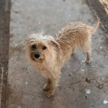 Jane (sister to Mary) -  Wirehaired Terrier and Mixed Breed Dog for Adoption in Otisfield, Maine - Jane (sister To Mary) | PetCurious