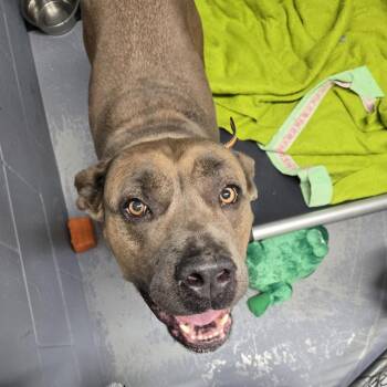 Frankie 26-243 -  Cane Corso Dog for Adoption in Tawas City, Michigan - Frankie 26-243 | PetCurious