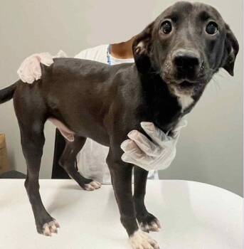 Rescue Labrador Retriever Dogs for Adoption in Carmel Hamlet, New York - Odin | PetCurious