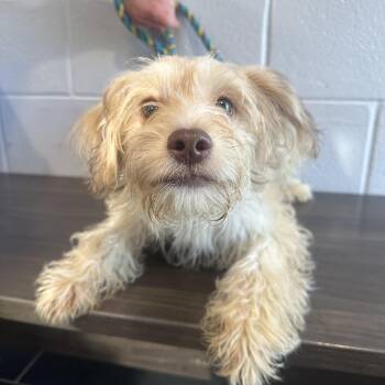 Cocoa -  Mixed Breed Dog for Adoption in Philadelphia, Pennsylvania - Cocoa | PetCurious