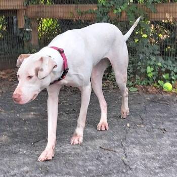 Rolly -  Labrador Retriever and Pit Bull Terrier Dog for Adoption in Baltimore, Maryland - Rolly | PetCurious
