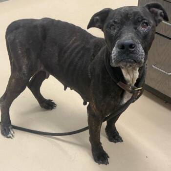 Shirley -  Pit Bull Terrier and Mixed Breed Dog for Adoption in Pine Bluff, Arkansas - Shirley | PetCurious
