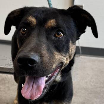 Grams -  Mixed Breed Dog for Adoption in Las Cruces, New Mexico - Grams | PetCurious
