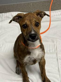 LOVER -  Pit Bull Terrier and Mixed Breed Dog for Adoption in Las Vegas, Nevada - LOVER | PetCurious