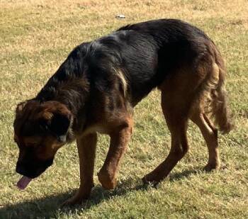 SCOTTIE -  Mixed Breed Dog for Adoption in Dallas, Texas - SCOTTIE | PetCurious