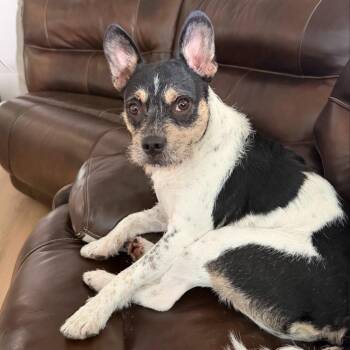 Weechee -  French Bulldog Dog for Adoption in Los Angeles, California - Weechee | PetCurious