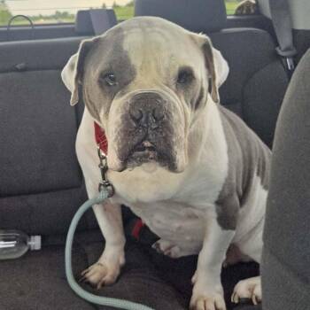 Kimmy Carol -  English Bulldog Dog for Adoption in Racine, Wisconsin - Kimmy Carol | PetCurious
