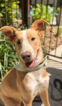 Rescue Cattle Dog Dogs for Adoption in Houston, Texas - Callie | PetCurious