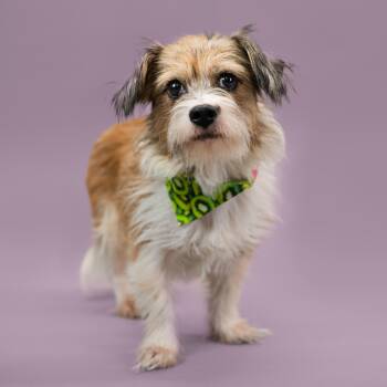 Rescue Mixed Breed Dogs for Adoption in Shawnee, Kansas - Bailey | PetCurious