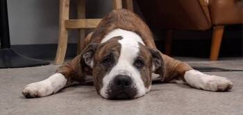 Mixed Breed Dogs Available for Adoption - Goliath (26-040 D) | PetCurious