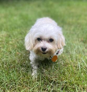 London -  Maltese and Poodle Dog for Adoption in Seattle, Washington - London | PetCurious