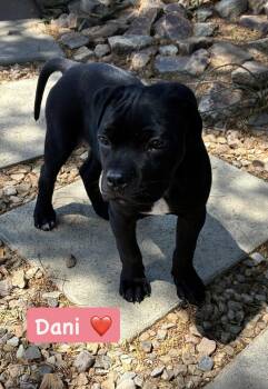 Dani -  American Staffordshire Terrier Dog for Adoption in San Diego, California - Dani | PetCurious