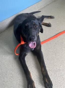 Labrador Retriever and Mixed Breed Dogs Available for Adoption in Newton, North Carolina - HART | PetCurious