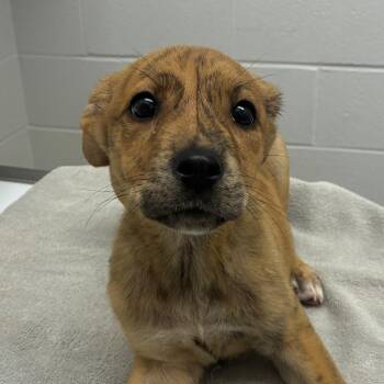 Lamb Chop -  Terrier and Mixed Breed Dog for Adoption in Corpus Christi, Texas - Lamb Chop | PetCurious