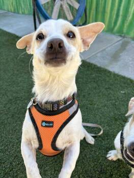Rescue Chihuahua Dogs for Adoption in Phoenix, Arizona - Mesquite | PetCurious