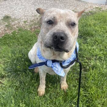 Cattle Dog Dogs Available for Adoption in Springfield, Missouri - Joey | PetCurious