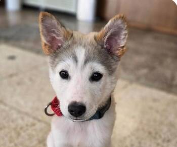 Muffin -  Jindo Dog for Adoption in San Ramon, California - Muffin | PetCurious