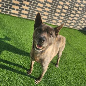 HODONG" -  Jindo Dog for Adoption in Springfield, Virginia - HODONG" | PetCurious