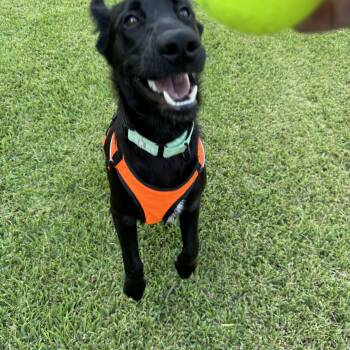 Kobe -  German Shepherd Dog and Black Labrador Retriever Dog for Adoption in Angleton, Texas - Kobe | PetCurious