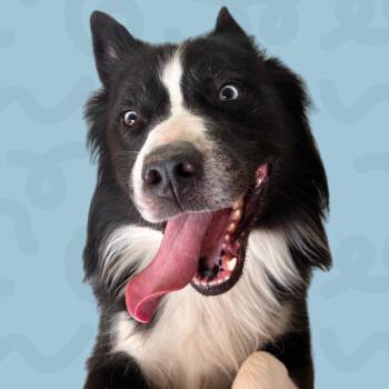 Bjorn -  Siberian Husky Dog for Adoption in Reno, Nevada - Bjorn | PetCurious