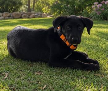 Mixed Breed Dogs Available for Adoption in Dorr, Michigan - Jesse | PetCurious