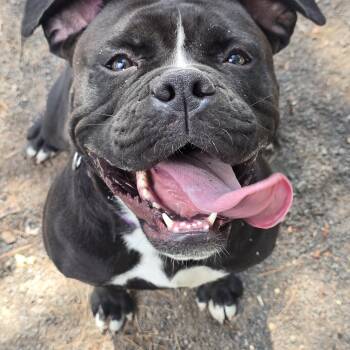 Rescue American Bulldog Dogs for Adoption in Edison, New Jersey - Bonnie | PetCurious