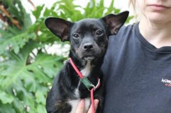 Chihuahua and Mixed Breed Dogs Available for Adoption in Brunswick, Georgia - Stevie Chicks | PetCurious