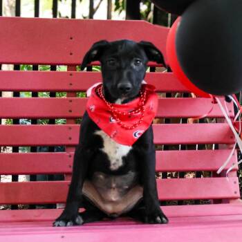 Bunny -  Labrador Retriever Dog for Adoption in Wake Forest, North Carolina - Bunny | PetCurious