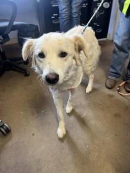 Rescue Border Collie Dogs for Adoption in Marshall, North Carolina - Ghost | PetCurious