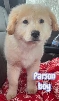 Newfoundland Dog and Poodle Dogs Available for Adoption in Semmes, Alabama - Parson  | PetCurious
