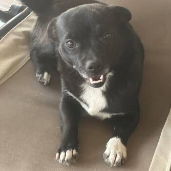 Martha -  Chihuahua Dog for Adoption in Longmont, Colorado - Martha | PetCurious