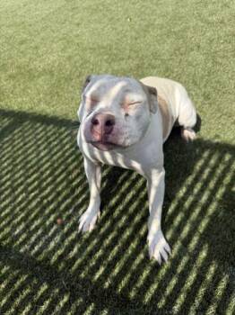 Nugget -  Mixed Breed Dog for Adoption in Lafayette, Indiana - Nugget | PetCurious