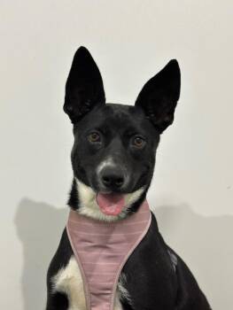 Rat Terrier and Labrador Retriever Dogs Available for Adoption - Amber | PetCurious