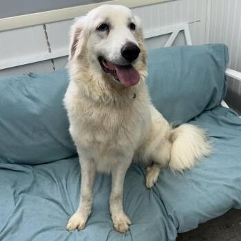 Great Pyrenees Dogs Available for Adoption - Sugar | PetCurious