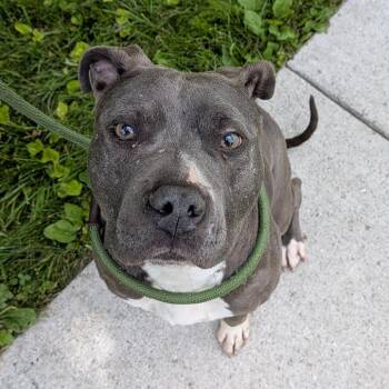 Dottie -  Pit Bull Terrier and Mixed Breed Dog for Adoption in Toledo, Ohio - Dottie | PetCurious
