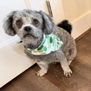 Teddy -  Miniature Poodle and Pekingese Dog for Adoption in Warrior, Alabama - Teddy | PetCurious