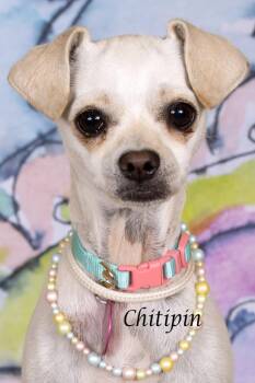 Chihuahua and Shepherd Dogs Available for Adoption in Gilbert, Arizona - Chitipin | PetCurious