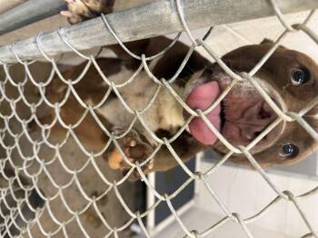 American Bulldog Dogs Available for Adoption in Tom Bean, Texas - Bambi ( ID# A2026223) | PetCurious