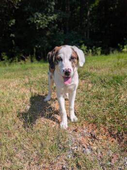 Max -  Hound Dog for Adoption in Springfield, Tennessee - Max | PetCurious