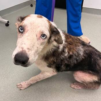 Khaleesi -  Catahoula Leopard Dog and Mixed Breed Dog for Adoption in Abilene, Texas - Khaleesi | PetCurious