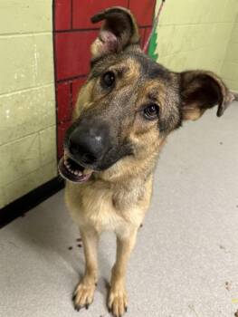 Rescue German Shepherd Dog Dogs for Adoption in Indianapolis, Indiana - LIL BOY | PetCurious