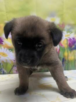 Tia -  Shepherd and Mixed Breed Dog for Adoption in San Antonio, Texas - Tia | PetCurious