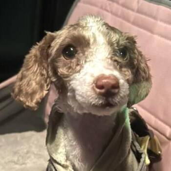 Mixed Breed Dogs Available for Adoption - Nellie | PetCurious