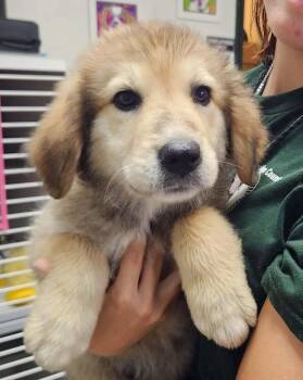 Ginger -  Great Pyrenees and Labrador Retriever Dog for Adoption in West Peoria, Illinois - Ginger | PetCurious