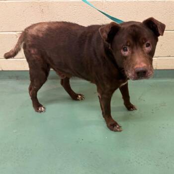 Mixed Breed Dogs Available for Adoption in Memphis, Tennessee - Franklin Finbar | PetCurious